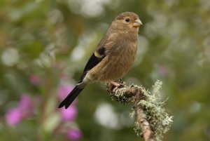 Bullfinch - Juvenile