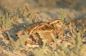 Common Quail