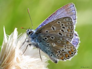 Common Blue up-close