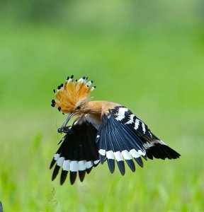 Hoopoe in flight