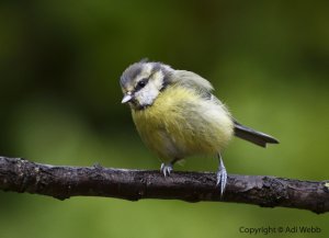 Young Blue tit