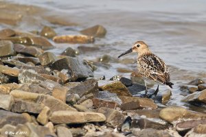 Dunlin