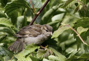 Fledgling House sparrow