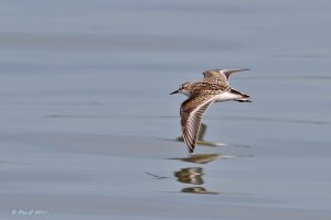 Little Stint in-flight