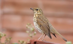 Young Song Thrush