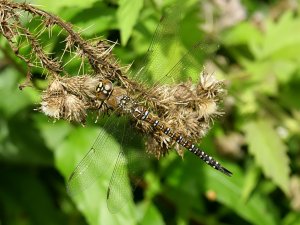 Migrant Hawker