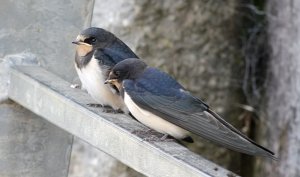 Swallow siblings