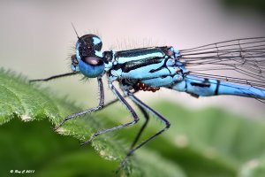 Azure Damselfly with parasite eggs?