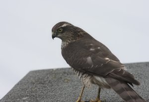 Female Sparrowhawk.