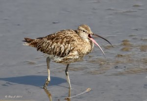 Tired Curlew !!!