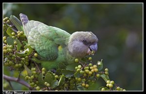 AF7G9945_-_Brown-headed_Parrot_-_Kruger_NP_-_17_08_2011_-_1_