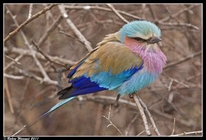 IMG_1010_-_Lilac-breasted_Roller_-_Kruger_N_P_-_15_08_2011_-_1_