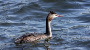 Young Grt  Crested Grebe.