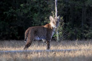 Young bobcat