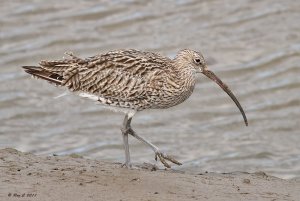 Curlew up-close