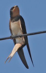 Swallow on a Swing!!!