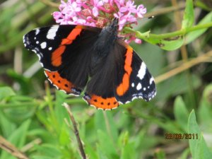 RED ADMIRAL