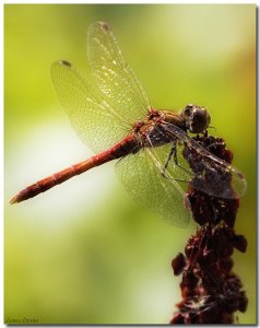 Ruddy Darter