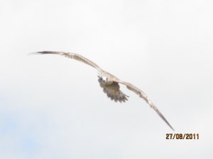 JUVIE HERRING GULL