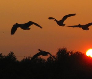 Greylag Geese at sunset 1/9/11