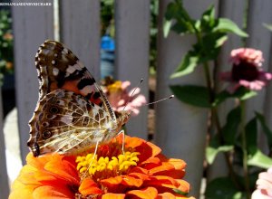 painted lady