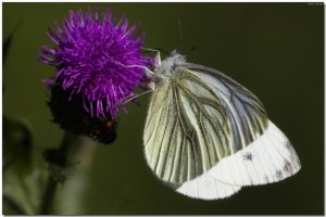 Green-veined White