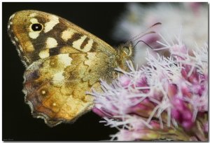 Speckled Wood