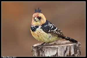 Crested Barbet