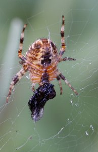 Garden Spider