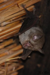 Bat