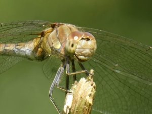 Common Darter