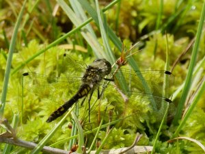 Black Darter