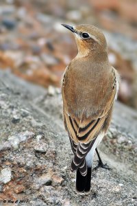 Wheatear up-close