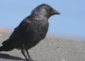 Jackdaw