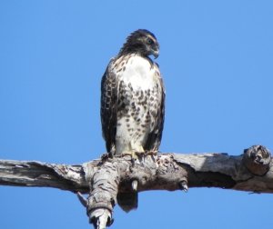 Red-tailed Hawk