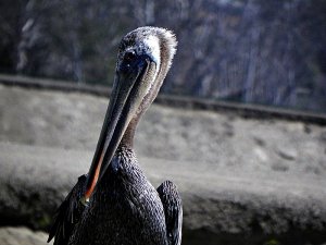 Brown_Pelican10