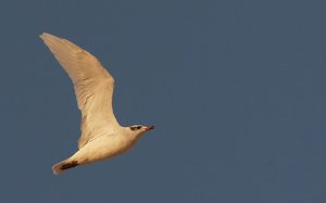 Mediterranean Gull