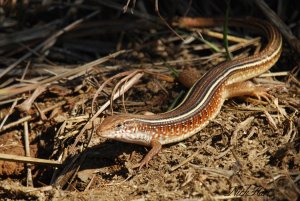 Skink