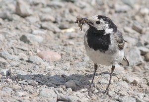 Pied Wagtail-hungry chicks to feed.