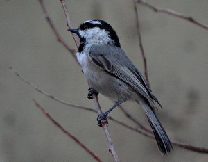 mchickadee