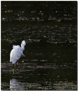 Little Egret