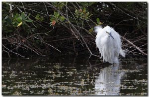 Little Egret