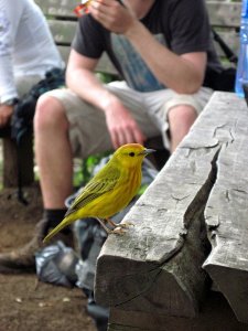 Yellow Warbler- Galapagos Subspecies