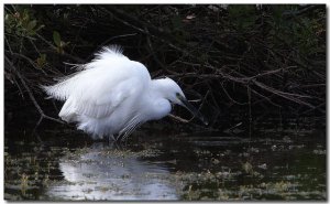 Little Egret