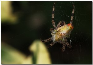 Tastey Shield Bug