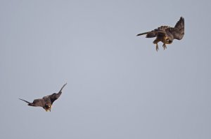 Flight Training For A Peregrine