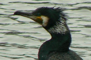 Cormorant