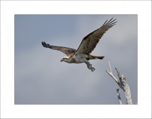 Osprey