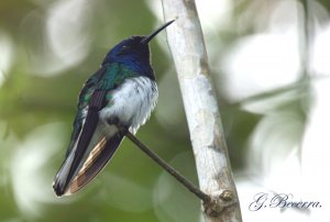 White-necked Jacobin