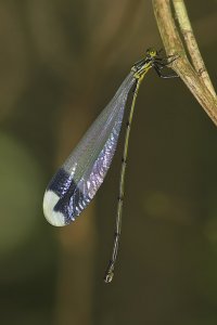Helicopter Damselfly